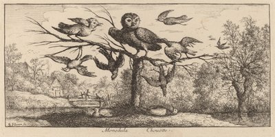 Monedula, die Eule von Albert Flamen