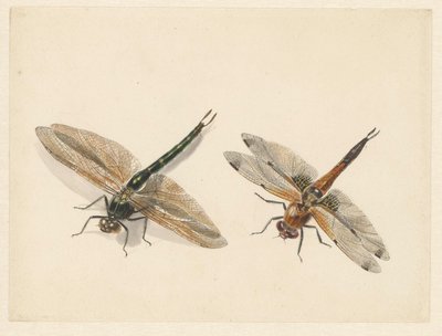 Studie von zwei Libellen von Albertus Steenbergen