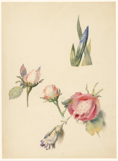 Studienblatt mit drei Rosen und einer Iris von Albertus Steenbergen