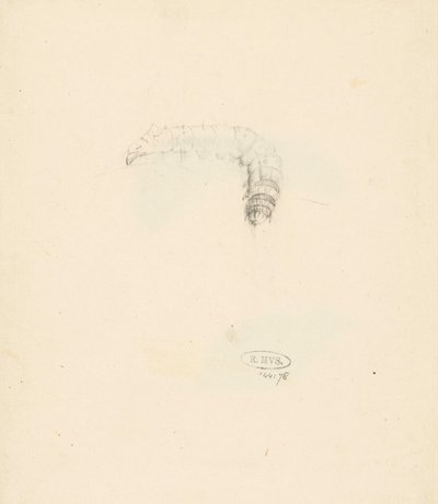 Studienblatt mit Raupe, Lasiocampa Quireifolia von Albertus Steenbergen