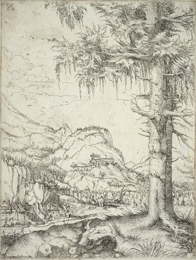 Die große Fichte, um 1520 von Albrecht Altdorfer