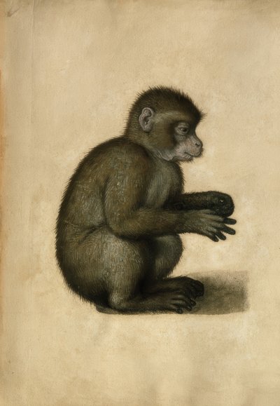 Affe von Albrecht Dürer
