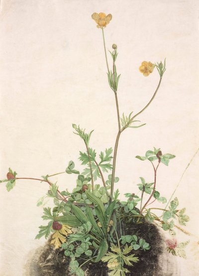 Butterblumen, Rotklee und Wegerich, 1526 von Albrecht Dürer