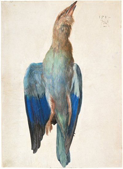 Toter Blauracke, 1500 oder 1512 von Albrecht Dürer