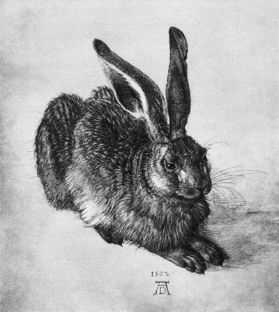 Hase von Albrecht Dürer