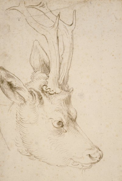 Kopf eines Rehbocks von Albrecht Dürer