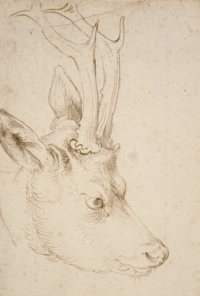 Kopf eines Rehbocks, 1503 von Albrecht Dürer