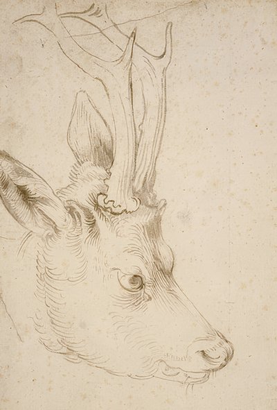 Kopf eines Rehbocks, um 1503 von Albrecht Dürer