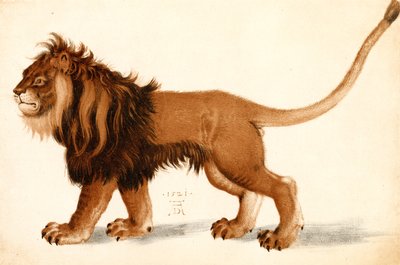 Studie eines Löwen von Albrecht Dürer