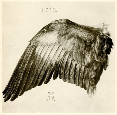 Flügel eines Blauracken von Albrecht Dürer