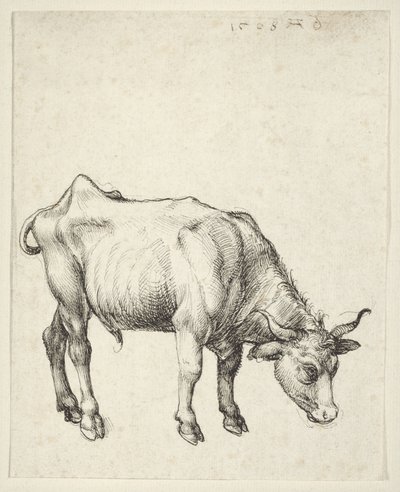 Junger Stier von Albrecht Dürer