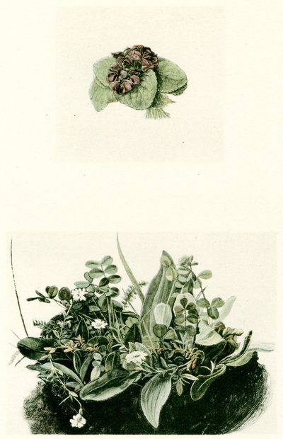 Veilchen von Albrecht Dürer