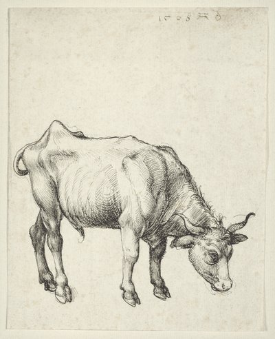 Junger Stier von Albrecht Dürer