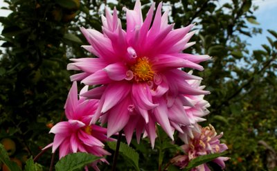 Garten von Alex Caminker