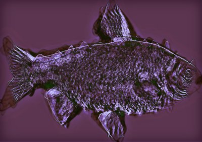 Fisch von Alex Caminker