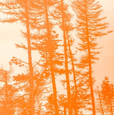 Wenn die Bäume orange wären, 2019 von Alex Caminker