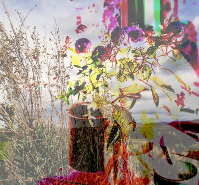 Stillleben, 2019 von Alex Caminker
