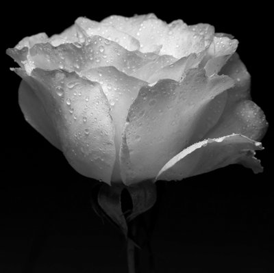Weiße Blume und Wasser von Alex Caminker
