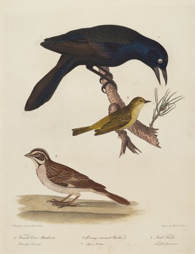 Weibliche Krähe, Orange-Kronen-Waldsänger, Lerchenfink von Alexander Lawson