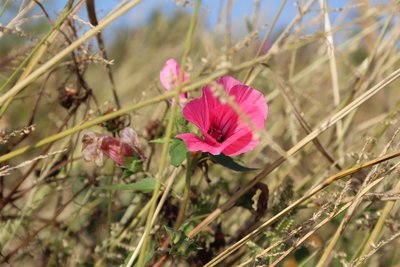 Blüte im Wind von Alexandra Joseph