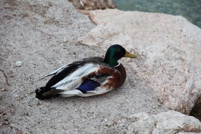 Die Ente von Alexandra Joseph
