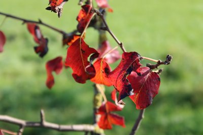Herbstfarben von Alexandra Joseph
