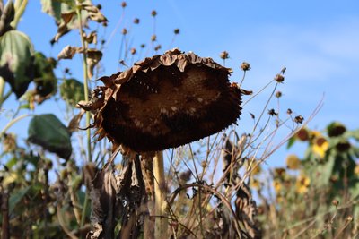 die letzte Sonnenblume von Alexandra Joseph