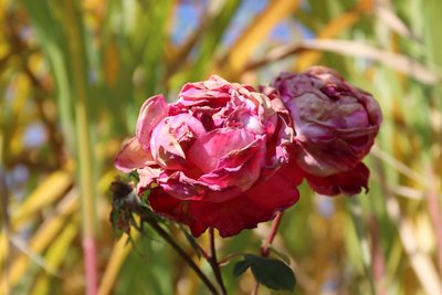 Verwelkte Rosen im Spätsommer von Alexandra Joseph
