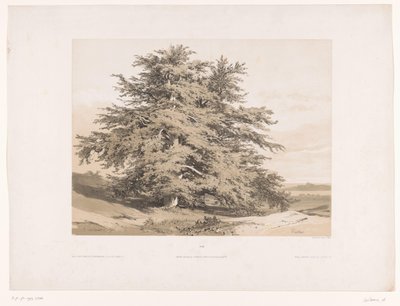 Landschaft mit Zedern von Alexandre Calame