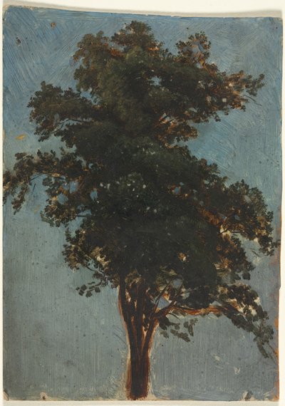 Baumstudie, zweites Drittel des 19. Jahrhunderts von Alexandre Calame