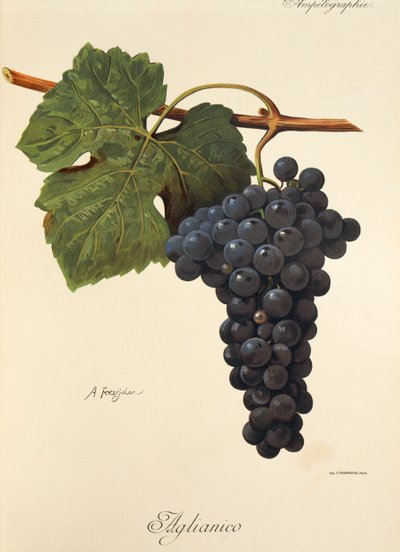 Aglianico-Traube von Alexis Kreyder