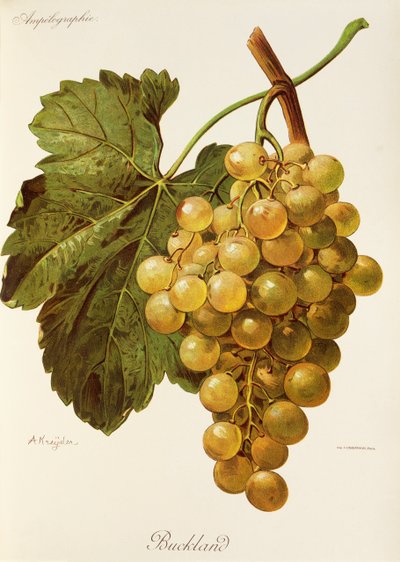 Buckland Traube von A. Kreyder von Alexis Kreyder