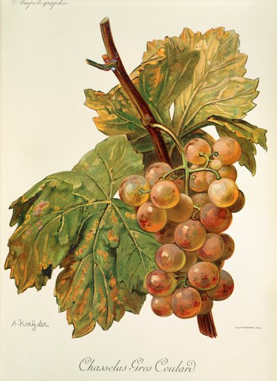Chasselas Gros Coulard-Traube von Alexis Kreyder