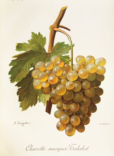 Clairette Musquee-Traube von Alexis Kreyder