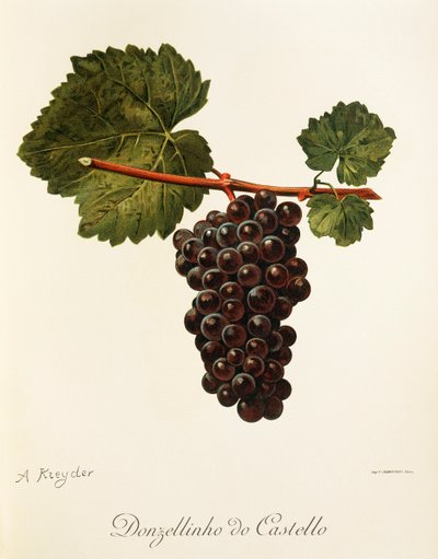 Donzellinho-do-Castello-Traube von Alexis Kreyder