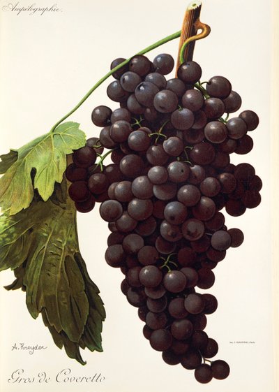 Gros-de-Coveretto-Traube von Alexis Kreyder