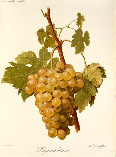 Lignan Blanc-Traube von Alexis Kreyder