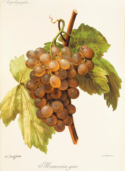Marocain Gris-Traube von Alexis Kreyder
