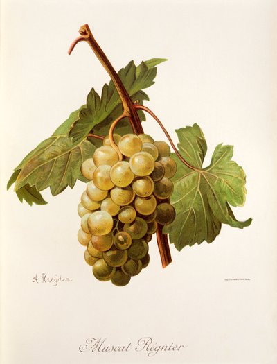 Muscat Regnier Traube von Alexis Kreyder