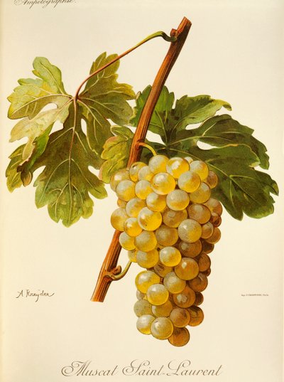 Muscat Saint-Laurent-Traube von Alexis Kreyder