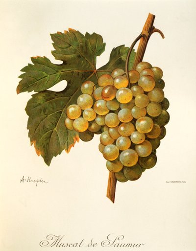 Muscat de Saumur-Traube von Alexis Kreyder