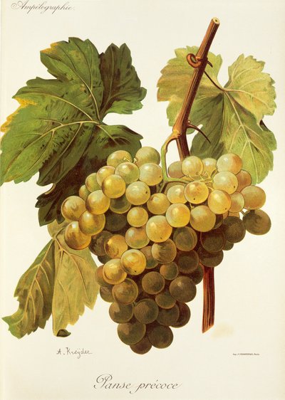 Panse Precoce-Traube von Alexis Kreyder