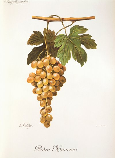 Pedro-Mimenes-Traube von A. Kreyder von Alexis Kreyder