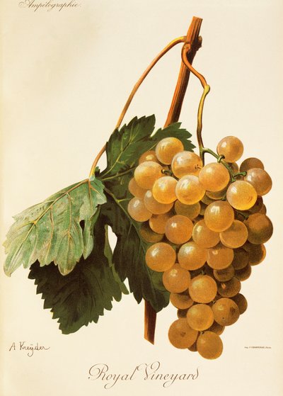 Royal Vineyard Traube von Alexis Kreyder