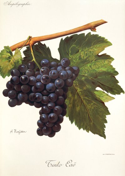 Tinto-Cao-Traube von Alexis Kreyder