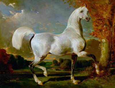 Arabischer Hengst von Alfred Dedreux
