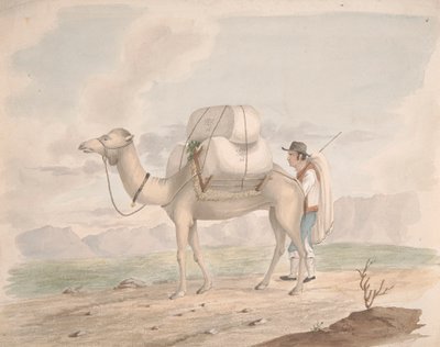 Beladener Kamel von Alfred Diston