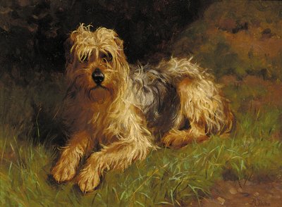 Weichhaariger Wheaten Terrier von Alfred Duke