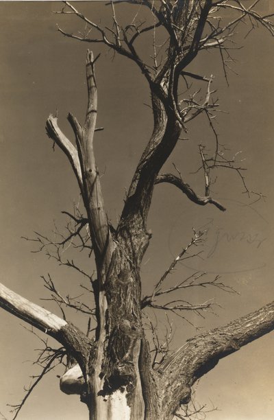 Sterbende Kastanie (Rückseite) von Alfred Stieglitz