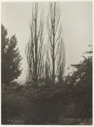 Pappeln - Lake George von Alfred Stieglitz